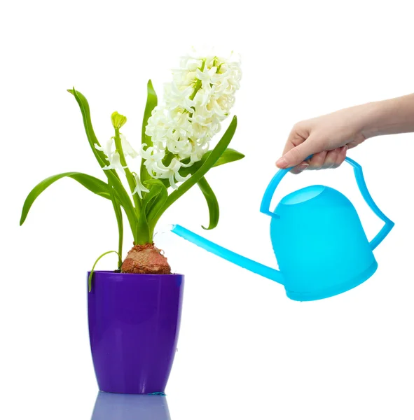 Mooie witte hyacint in paarse bloempot en drenken kunnen geïsoleerd op wit — Stockfoto