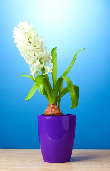 stock image Beautiful white hyacinth in purple flowerpot on wooden table on blue background