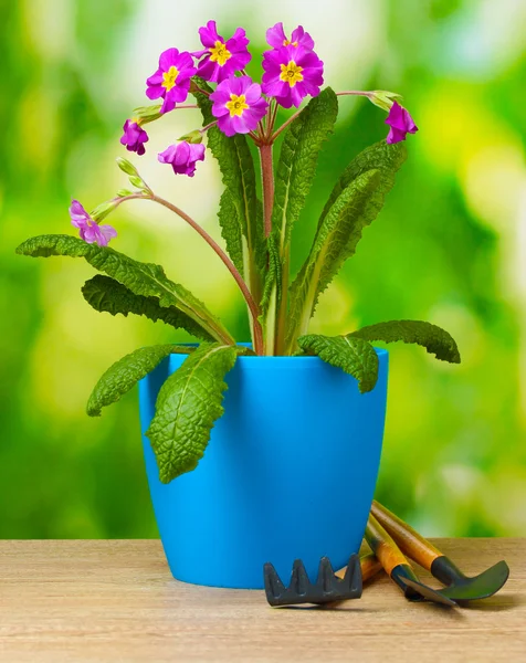 Красиві фіолетові первоцвіти в вазоні і садові інструменти на дерев'яному столі на зеленому фоні — стокове фото