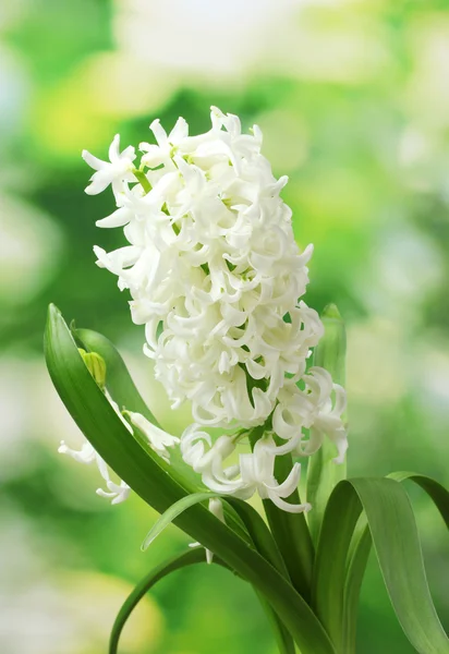 Mooie witte hyacint in de tuin — Stockfoto
