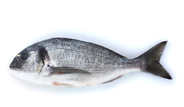 Свежая рыба на белом — стоковое фото