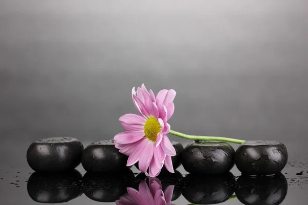 Piedras de spa y flores con gotas de agua sobre fondo gris —  Fotos de Stock