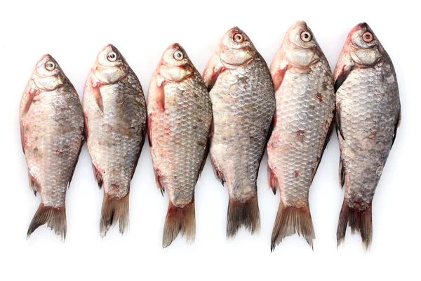 Taze balıklar beyaz izole — Stok fotoğraf