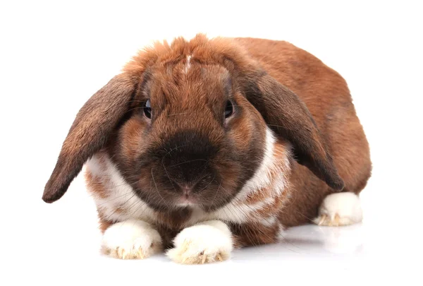 Lop-eared tavşan üzerinde beyaz izole — Stok fotoğraf
