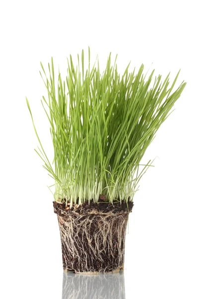 Zielona trawa z ziemi na białym tle — Zdjęcie stockowe