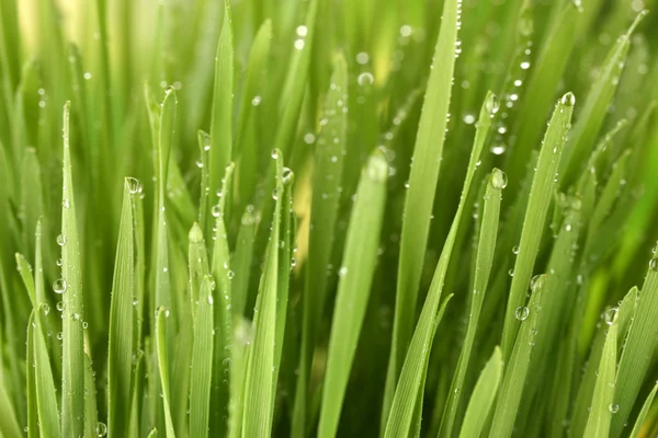 Zielona trawa zbliżenie — Zdjęcie stockowe