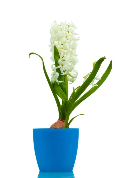 Mooie witte hyacint in blauwe bloempot geïsoleerd op wit — Stockfoto