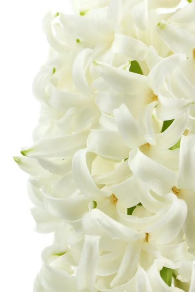 Krásný bílý Hyacint izolovaných na bílém — Stock fotografie