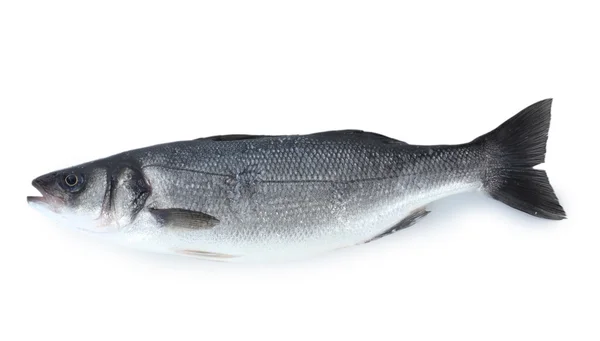 Peixe fresco isolado em branco — Fotografia de Stock
