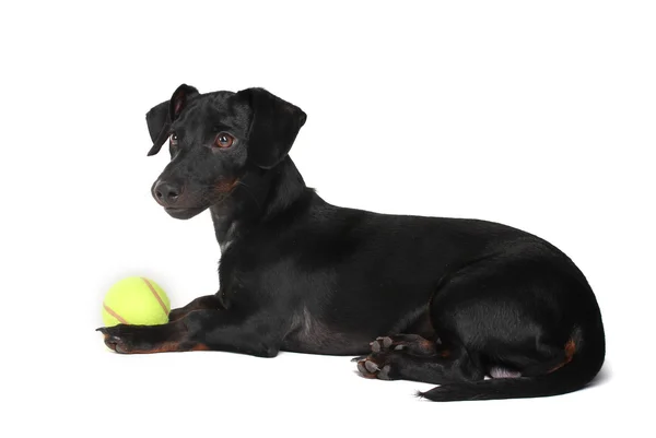 Fekete kis tacskó kutya és elszigetelt fehér labda — Stock Fotó