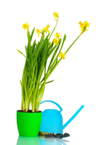 Beautiful yellow daffodils, watering can and garden tools isolated on white — Stock Photo, Image