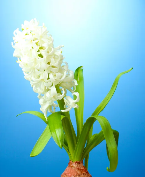 Beautiful white hyacinth on blue background — Stock Photo, Image