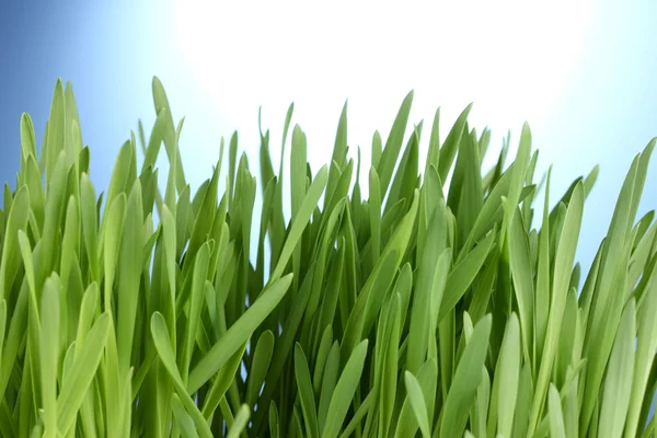 Красивая зеленая трава на голубом фоне — стоковое фото
