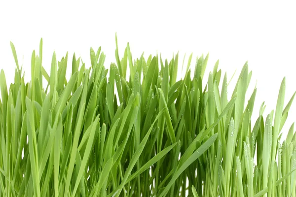 Piękna zielona trawa isolted biały — Zdjęcie stockowe