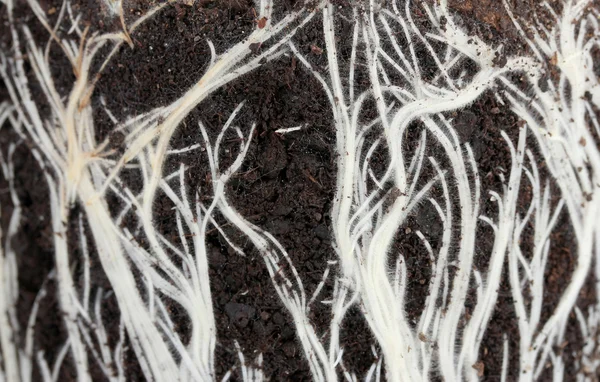 Sfondo di radici nella terra — Foto Stock