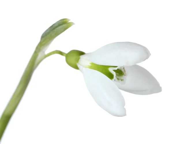 Belle fleur de chute de neige isolée sur blanc — Photo