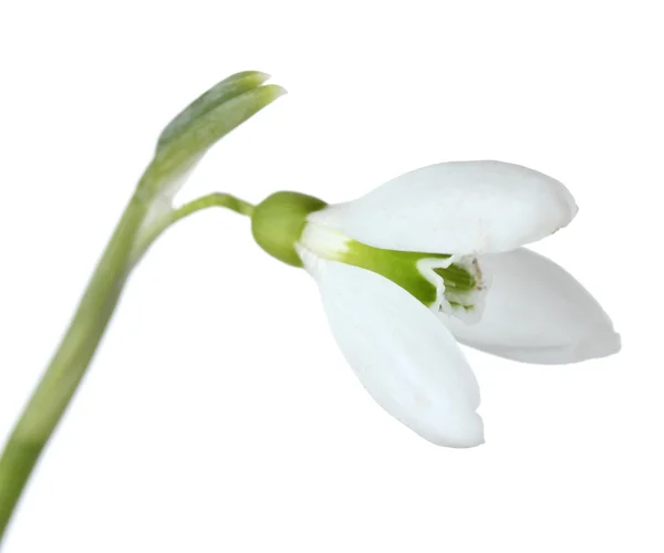 Bellissimo fiore di bucaneve isolato su bianco — Foto Stock