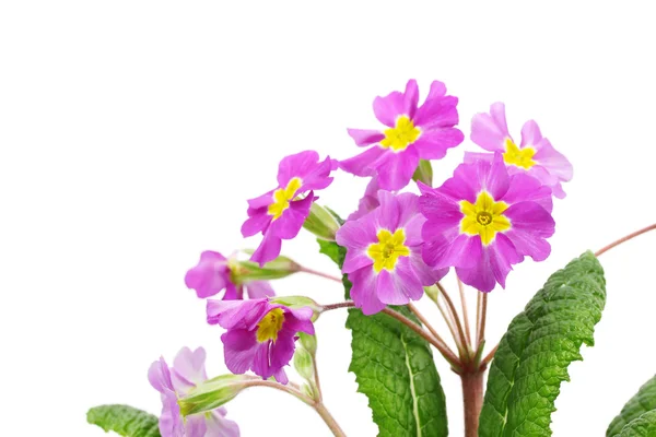 stock image Beautiful purple primrose isolated on white