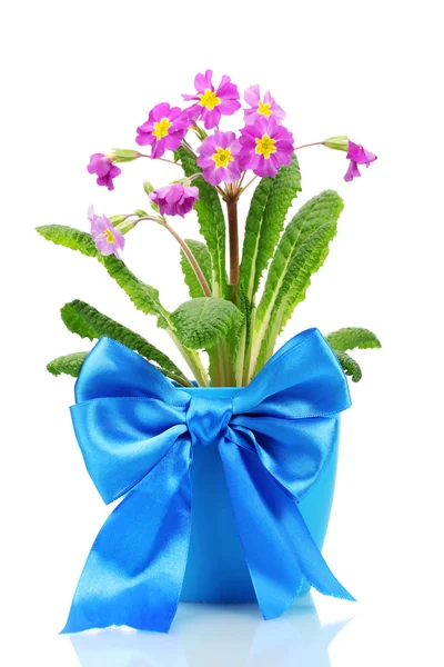 Krásné fialové Petrklíč v květináč izolované na bílém — Stock fotografie