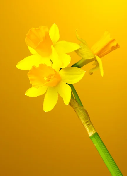 黄色の背景に美しい黄色い水仙 — ストック写真