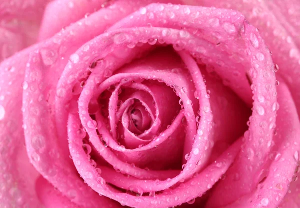 粉红色的玫瑰与水水滴特写 — 图库照片