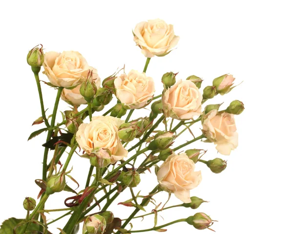 Pequeñas rosas aisladas en blanco —  Fotos de Stock