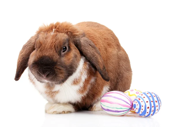 Coniglio dalle orecchie a luppolo con uova isolate su bianco — Foto Stock
