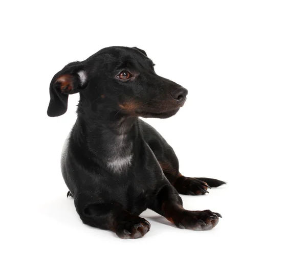 Zwarte weinig teckel hond geïsoleerd op wit — Stockfoto