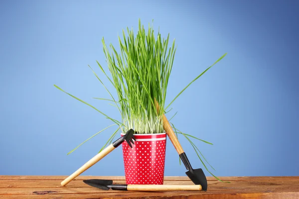Zielona trawa w wazonie na niebieskim tle — Zdjęcie stockowe