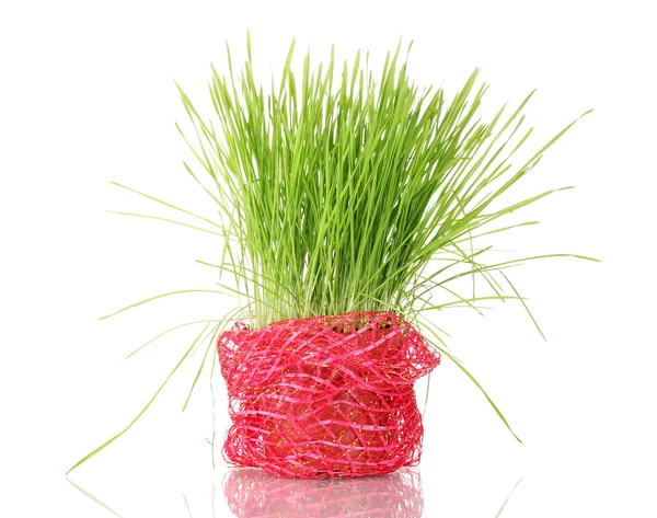 植木鉢を白で隔離される緑の芝生 — ストック写真