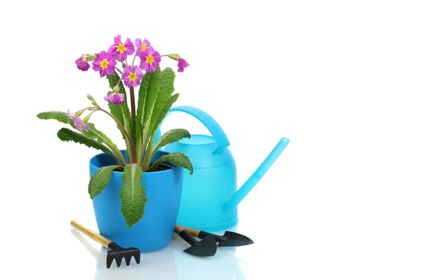 Beautiful purple primrose in a flowerpot, garden tools and watering can isolated on white — Stock Photo, Image