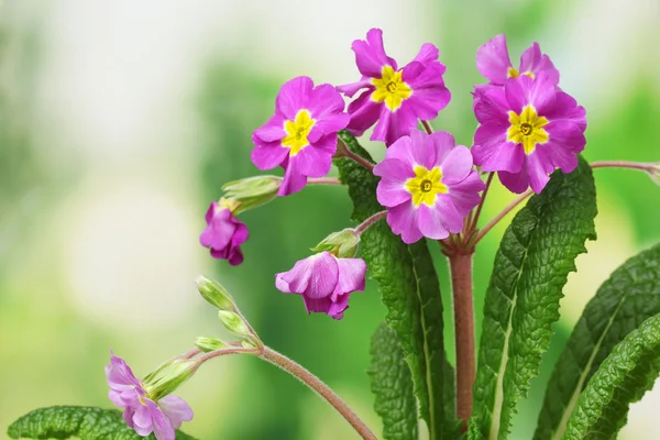 Mooie paarse primrose op groene achtergrond — Stockfoto