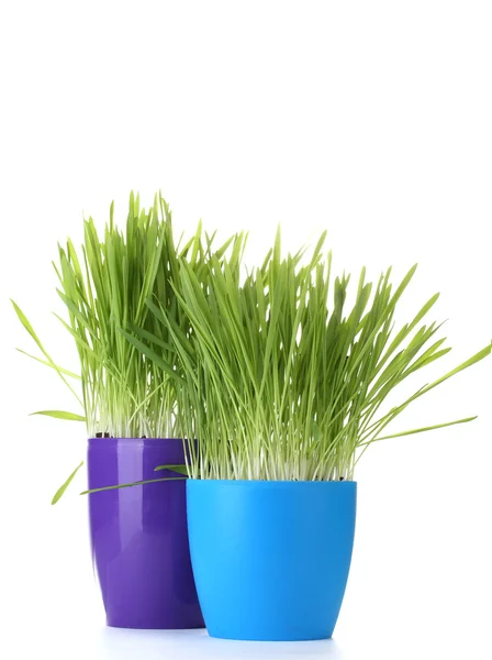 Beautiful grass in a flowerpots isolated on white — Stock Photo, Image
