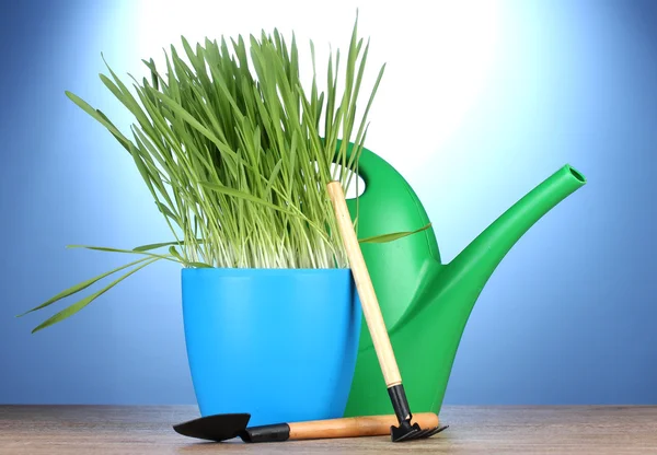 Красивая трава в цветочном горшке, лейка и садовые инструменты на деревянном столе на синем фоне — стоковое фото