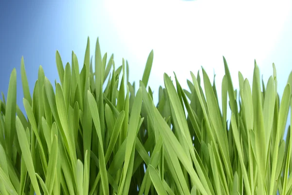 Schönes grünes Gras auf blauem Hintergrund — Stockfoto