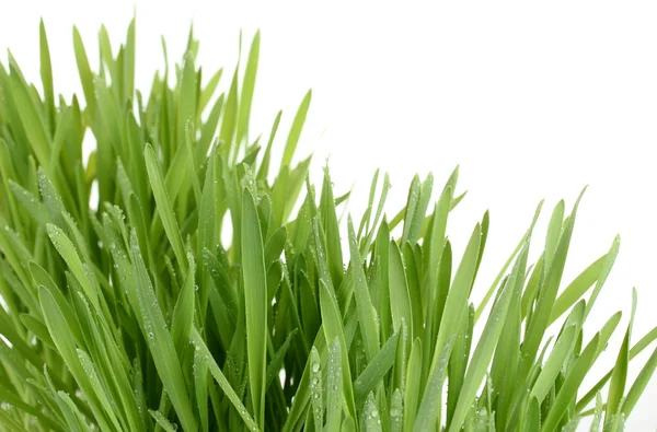 Bela grama verde isolado no branco — Fotografia de Stock