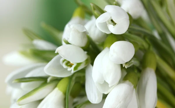 Belles chutes de neige sur fond vert — Photo