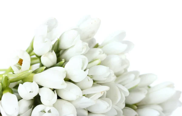 Beau bouquet de gouttes de neige isolé sur blanc — Photo