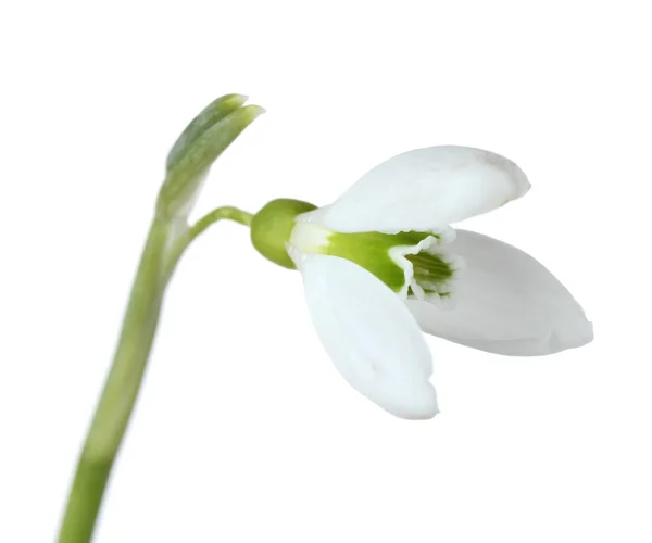 Bellissimo fiore di bucaneve isolato su bianco — Foto Stock