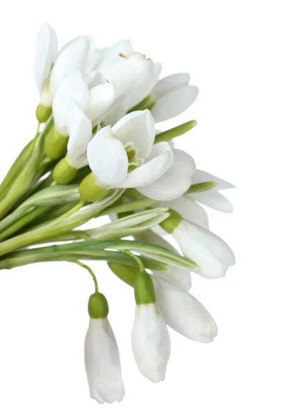 白で隔離される snowdrops の美しい花束 — ストック写真