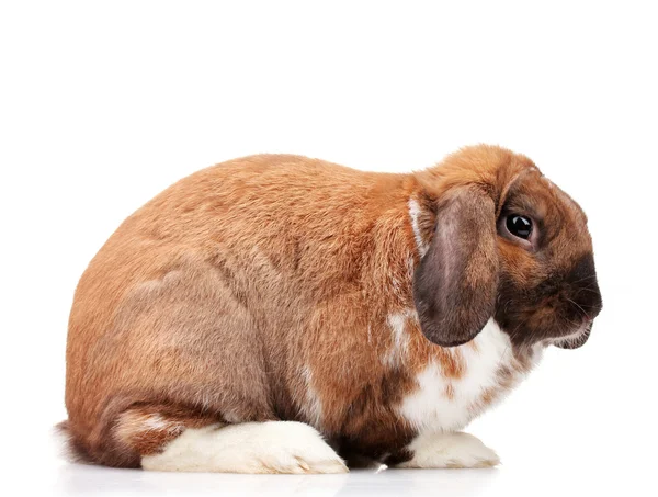 Lop-eared rabbit isolated on white — Stock Photo, Image