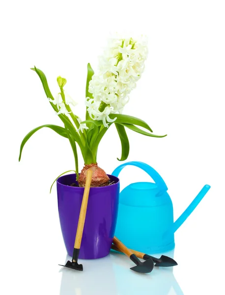 Belo jacinto branco em vaso de flores roxo, regando lata e jardim ferramentas isoladas no branco — Fotografia de Stock