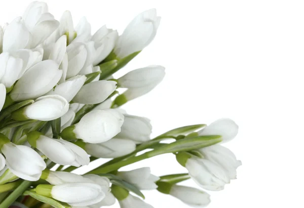 Beautiful bouquet of snowdrops isolated on white — Stock Photo, Image