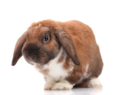 Lop-eared rabbit isolated on white clipart