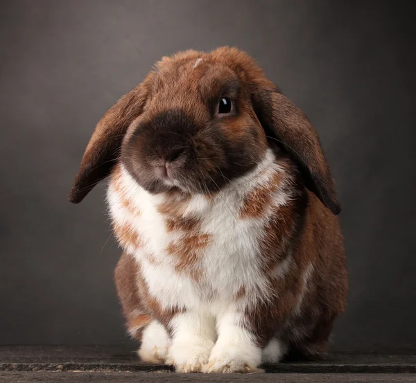Кролик з лопатевим вухом на сірому фоні — стокове фото