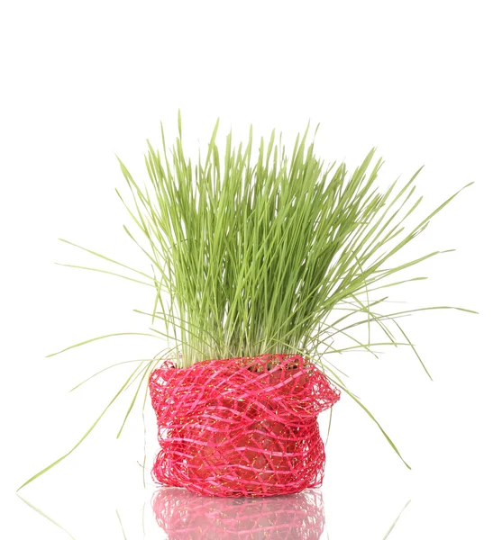 Green grass in flowerpot isolated on white — Stock Photo, Image