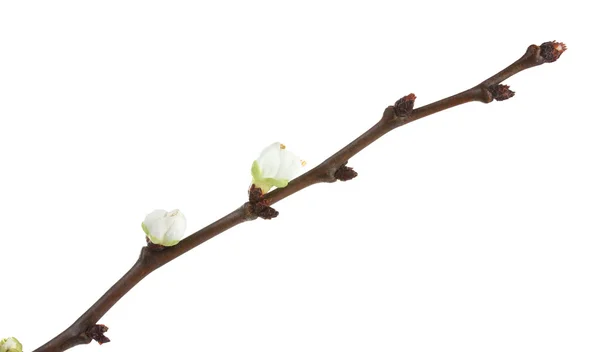 Hermosa flor de albaricoque aislado en blanco —  Fotos de Stock