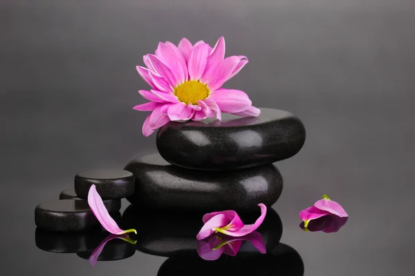 Spa stones and flower on grey background — Stock Photo, Image