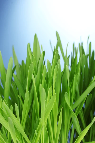 Piękna zielona trawa na niebieskim tle — Zdjęcie stockowe