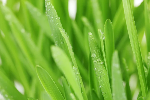 Schönes grünes Gras isoliert auf weißem Grund — Stockfoto